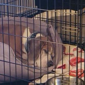 Meet your Posher, Miles